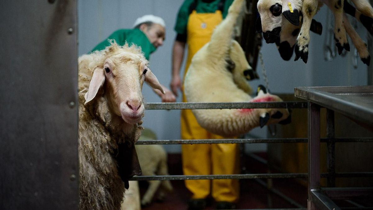 La Navidad como puntal del sistema especista