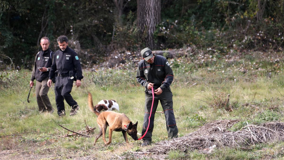 Los jabalíes positivos de peste porcina ascienden a 26, todos dentro del radio del brote
