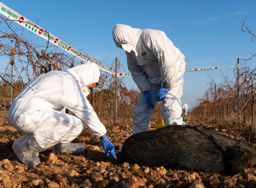 La policía registra los laboratorios del IRTA-CReSA por la posible fuga que ocasionó el brote de peste porcina africana