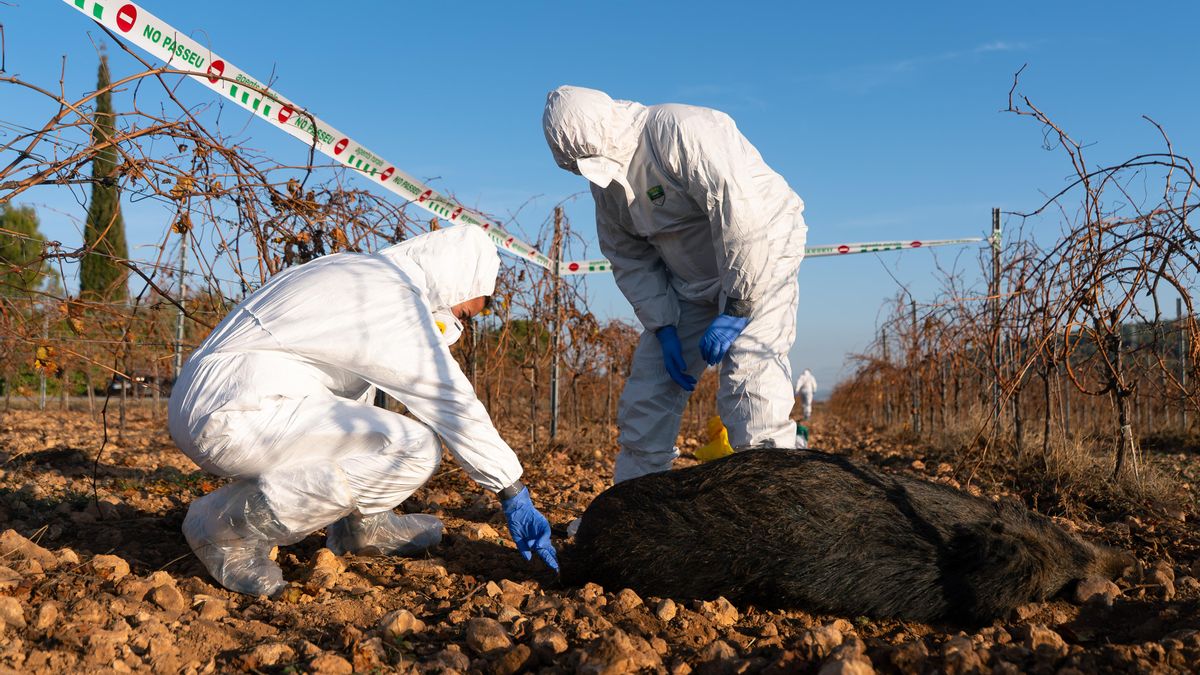 La policía registra los laboratorios del IRTA-CReSA por la posible fuga que ocasionó el brote de peste porcina africana