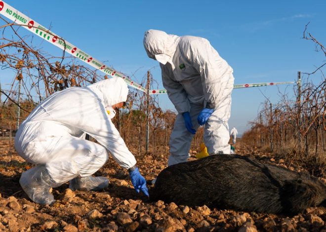 El Govern anuncia 50 nuevos profesionales para eliminar jabalíes a raíz de la peste porcina africana