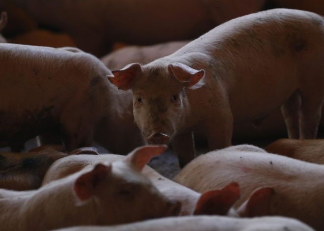 El precio del cerdo sufre la mayor caída en 30 años por la crisis de la peste porcina