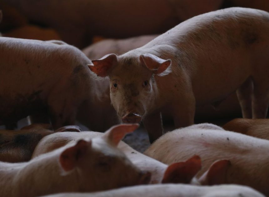 El precio del cerdo sufre la mayor caída en 30 años por la crisis de la peste porcina