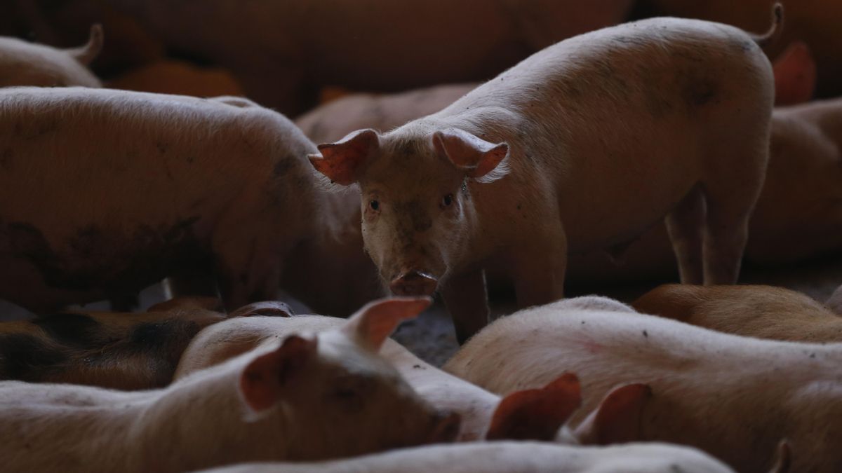 El precio del cerdo sufre la mayor caída en 30 años por la crisis de la peste porcina