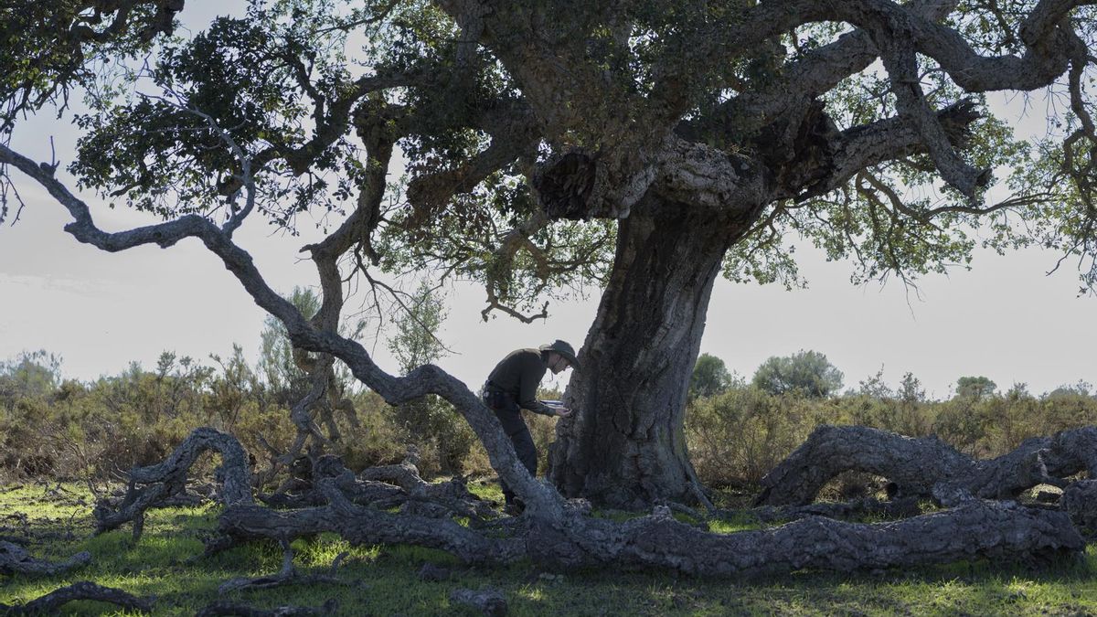 Los árboles en los parques nacionales padecen un declive constante y acelerado