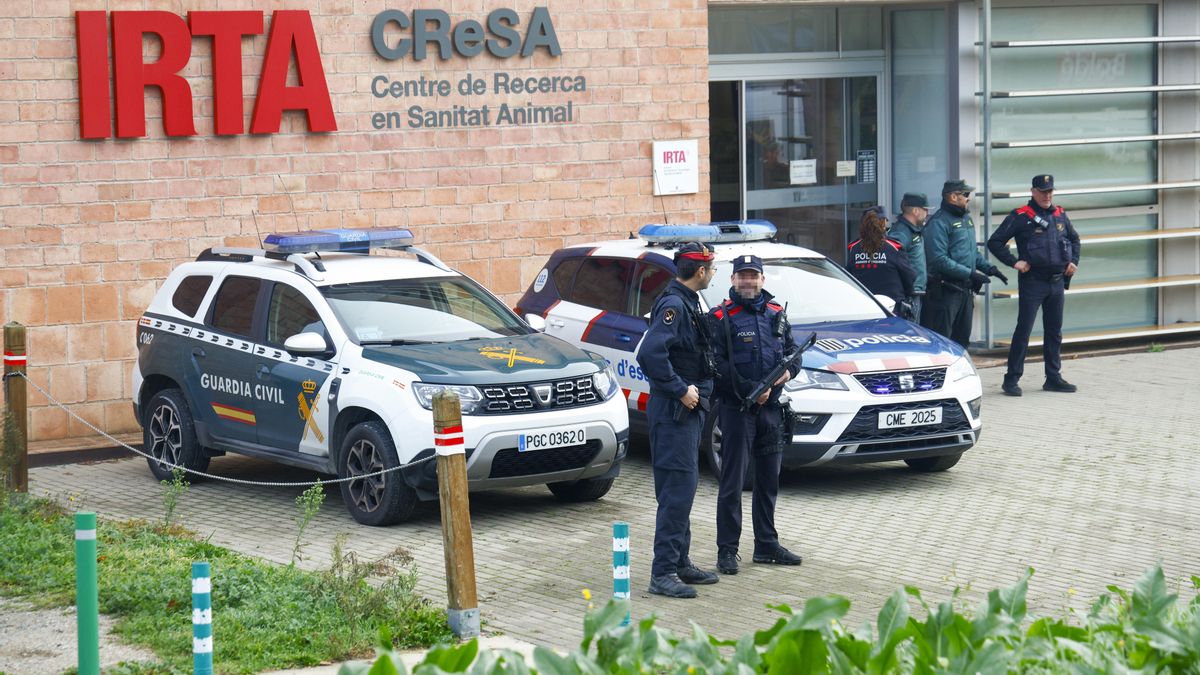 La auditoría del Govern considera «seguro» el laboratorio que trabaja con la peste porcina pero no descarta la fuga