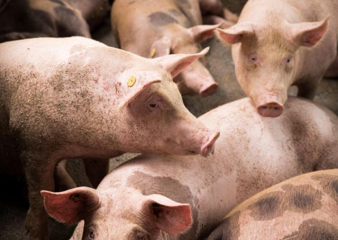 El ocaso del viejo matadero municipal: solo un 2% de los sacrificios en Catalunya pasan por pequeñas naves