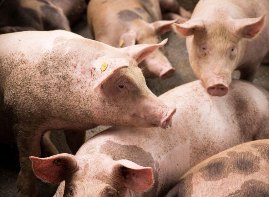 El ocaso del viejo matadero municipal: solo un 2% de los sacrificios en Catalunya pasan por pequeñas naves