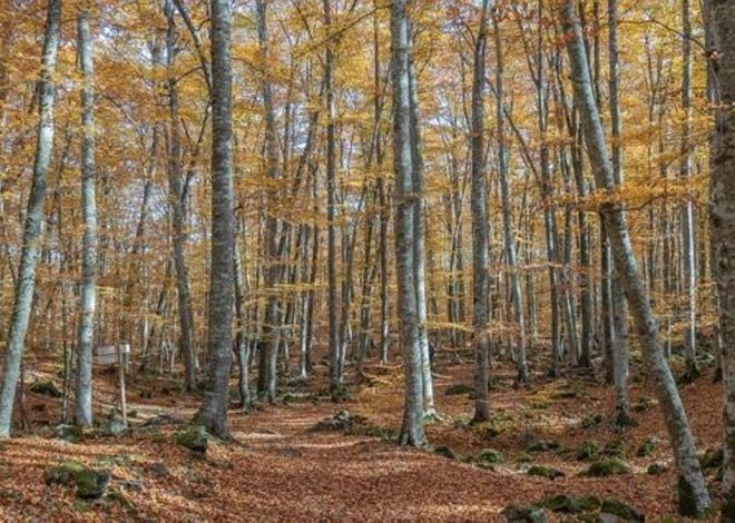 Así es pasear por un bosque que fue lava: el único hayedo volcánico de toda España