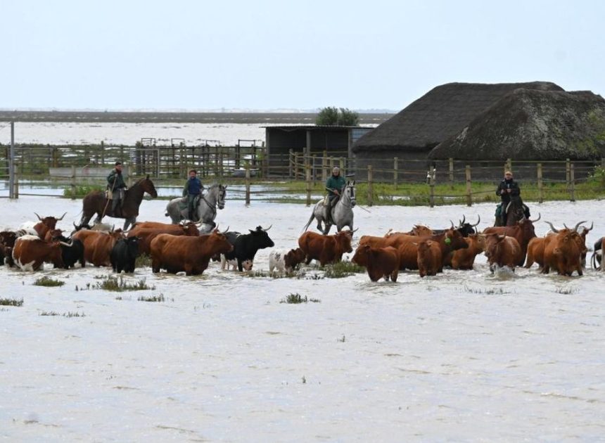 El pequeño pueblo de Doñana que pelea con el Estado por la marisma: Hinojos revive la lucha que ya ganó hace 50 años