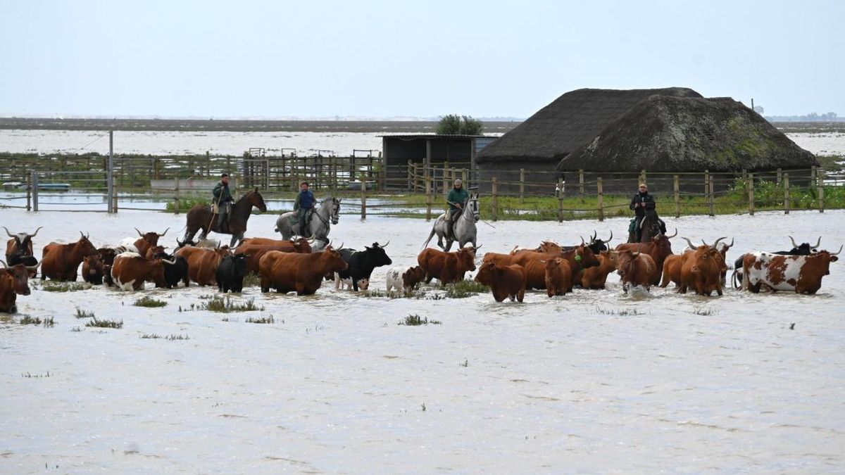 El pequeño pueblo de Doñana que pelea con el Estado por la marisma: Hinojos revive la lucha que ya ganó hace 50 años
