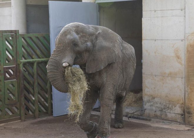 Matar al padre: el elefante Jums muere en Cabárceno tras una pelea con uno de sus 21 hijos por liderar la manada