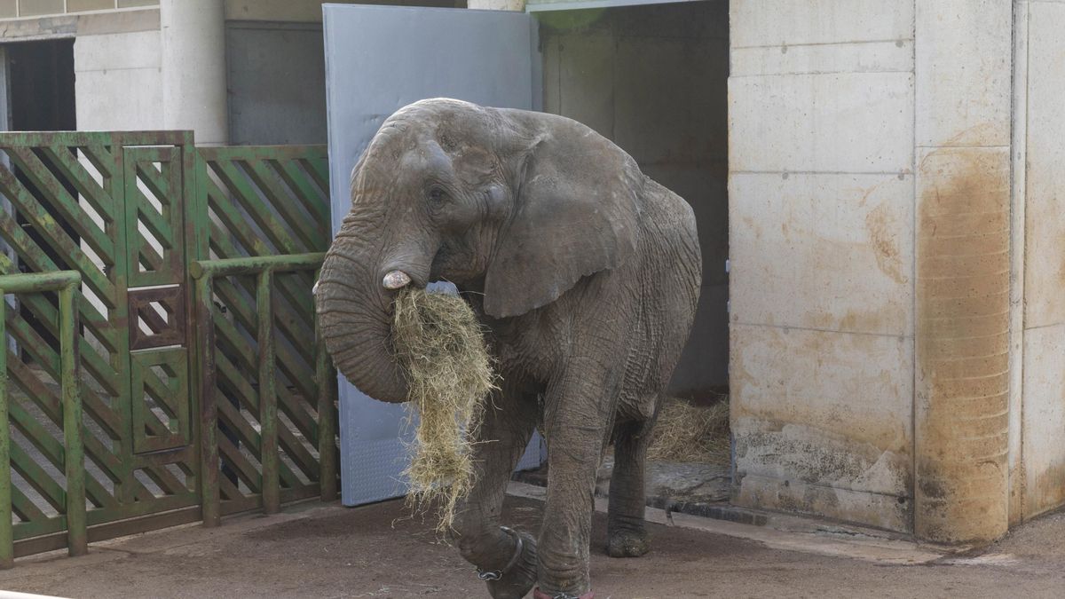 Matar al padre: el elefante Jums muere en Cabárceno tras una pelea con uno de sus 21 hijos por liderar la manada