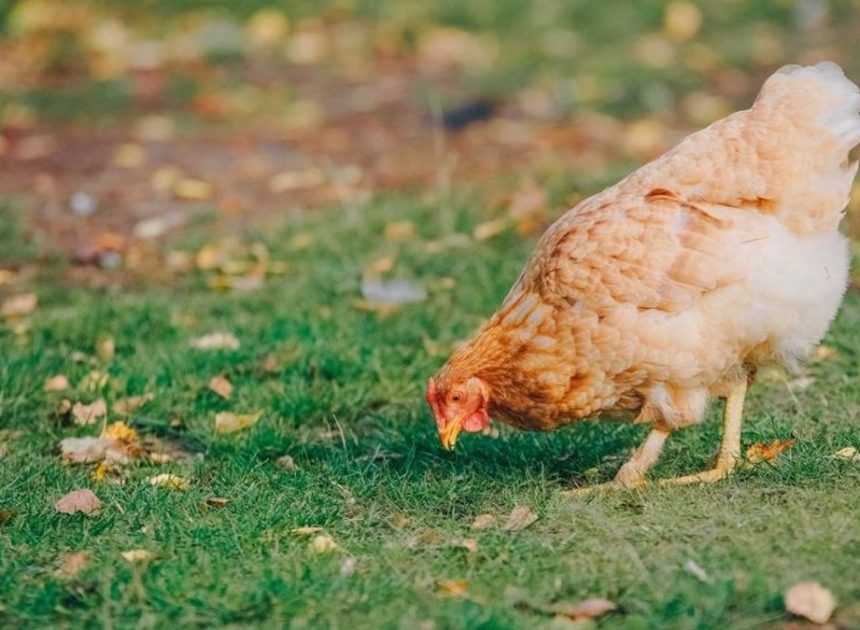 La Generalitat activa la alerta sanitaria por un brote de gripe aviar en Lleida