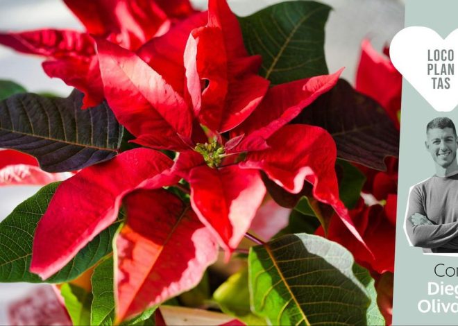 No todas las plantas están hechas para durar: lo que nadie te cuenta del pascuero de Navidad