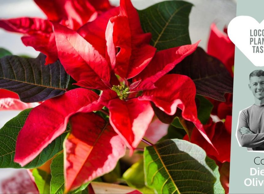 No todas las plantas están hechas para durar: lo que nadie te cuenta del pascuero de Navidad