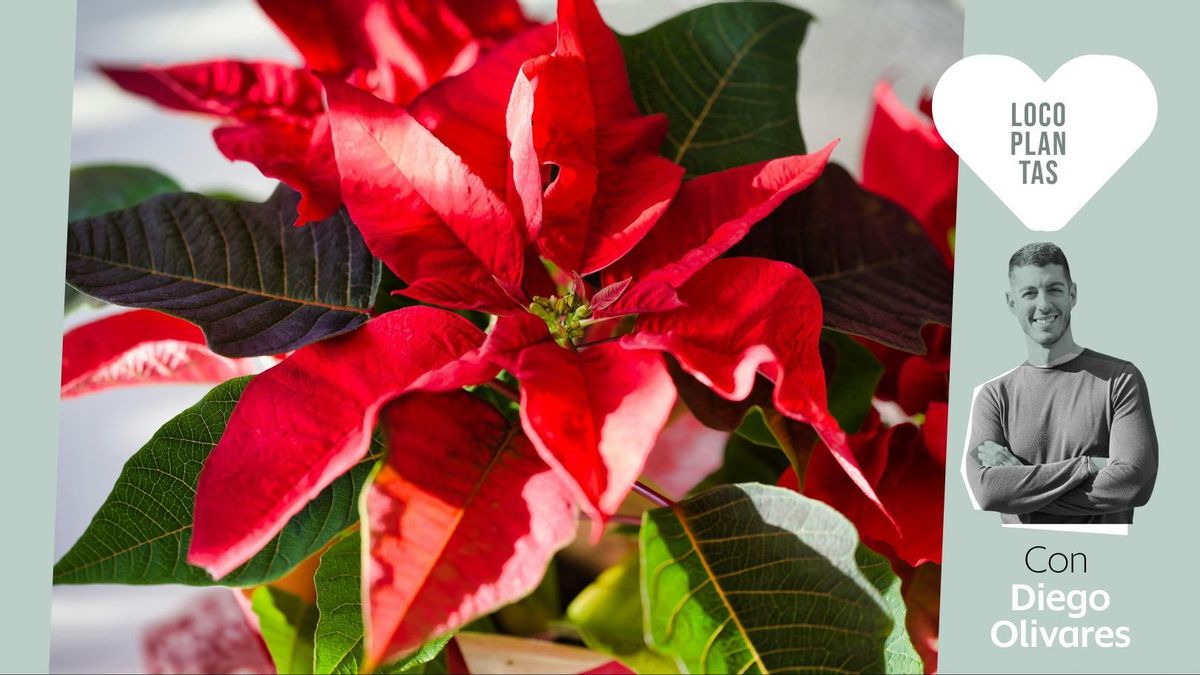 No todas las plantas están hechas para durar: lo que nadie te cuenta del pascuero de Navidad