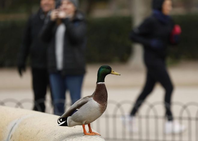 Tiempo estable para el comienzo de la semana en Madrid, con posibles lluvias para el arranque del año