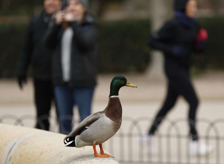 Tiempo estable para el comienzo de la semana en Madrid, con posibles lluvias para el arranque del año