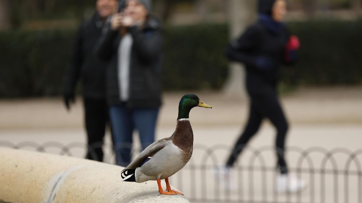 Tiempo estable para el comienzo de la semana en Madrid, con posibles lluvias para el arranque del año