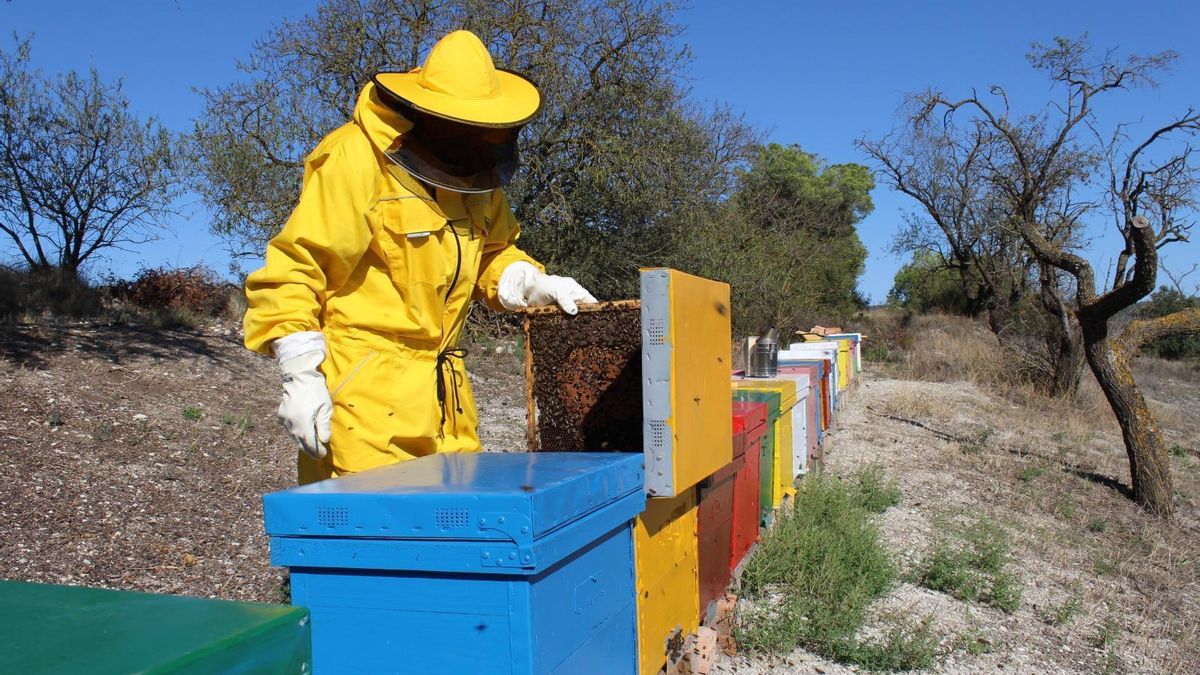 La expansión de la avispa asiática pone en jaque al sector apícola catalán: «Combatirlas no nos corresponde»