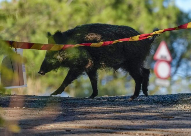 Catalunya levantará el lunes el veto al acceso a los bosques salvo en 12 municipios de la zona cero de la peste