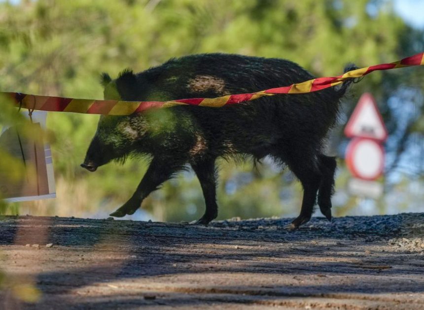Catalunya levantará el lunes el veto al acceso a los bosques salvo en 12 municipios de la zona cero de la peste