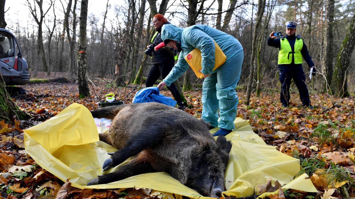 Sin lobos, comida humana fácil y huida rural: las causas del ‘boom’ de jabalíes detrás de la peste porcina