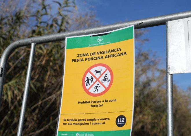 La Generalitat acuerda con el sector ganadero sacrificar 30.000 cerdos sanos cerca del foco de peste porcina