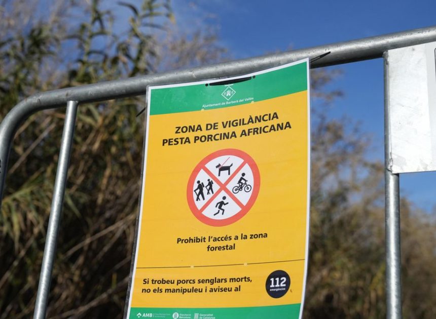 La Generalitat acuerda con el sector ganadero sacrificar 30.000 cerdos sanos cerca del foco de peste porcina