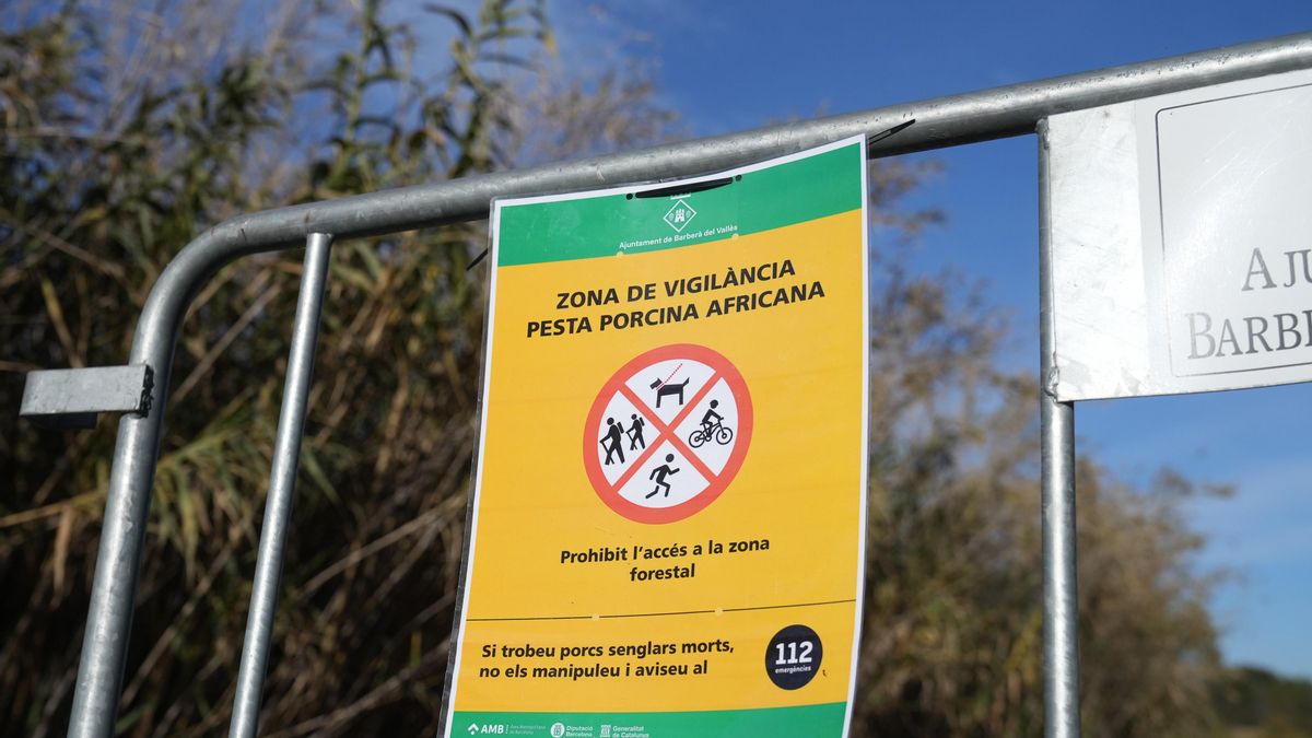 La Generalitat acuerda con el sector ganadero sacrificar 30.000 cerdos sanos cerca del foco de peste porcina