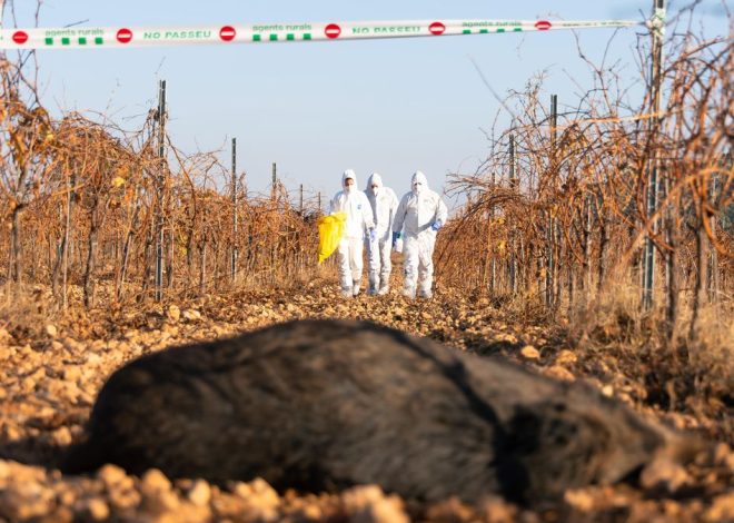 Los primeros análisis descartan el laboratorio de Barcelona como origen del brote de peste porcina