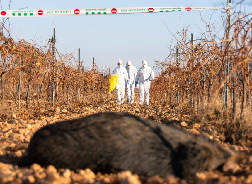 Los primeros análisis descartan el laboratorio de Barcelona como origen del brote de peste porcina