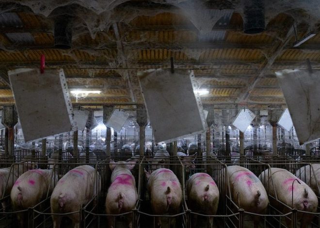 El punto de vista de los cerdos sobre la peste