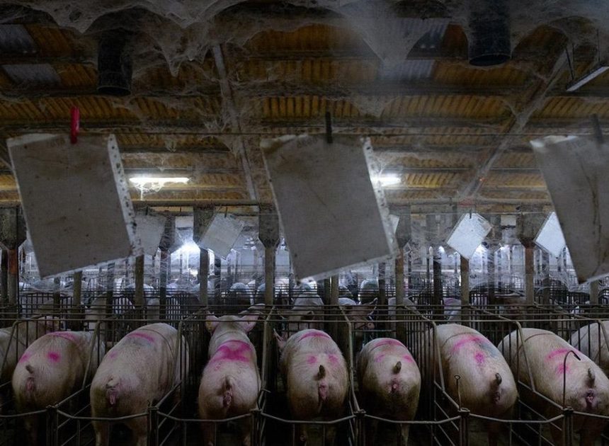 El punto de vista de los cerdos sobre la peste