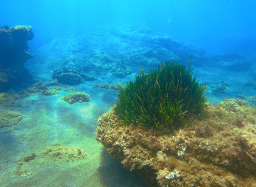 El desafío de mapear un mundo oculto: IA y científicos se alían para salvar la posidonia