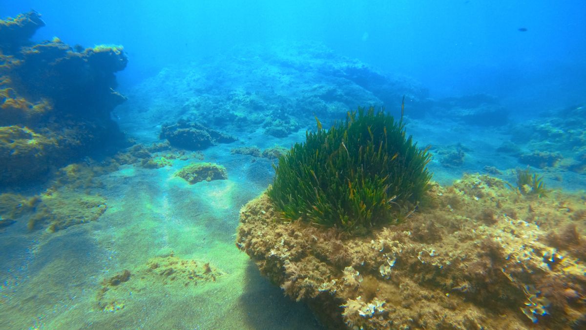 El desafío de mapear un mundo oculto: IA y científicos se alían para salvar la posidonia