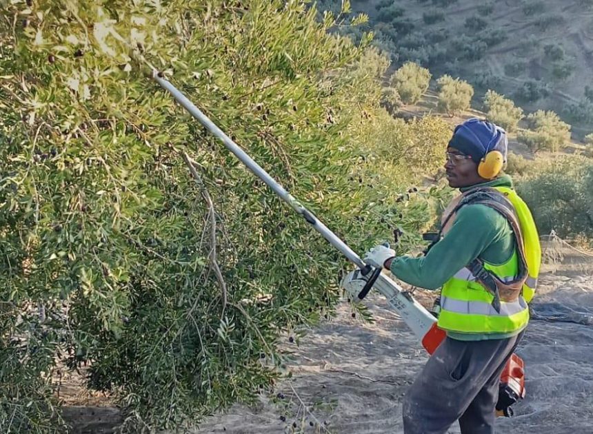 Cuando la legislación no llega: el sector agrario encauza la contratación digna de migrantes en el campo de Andalucía