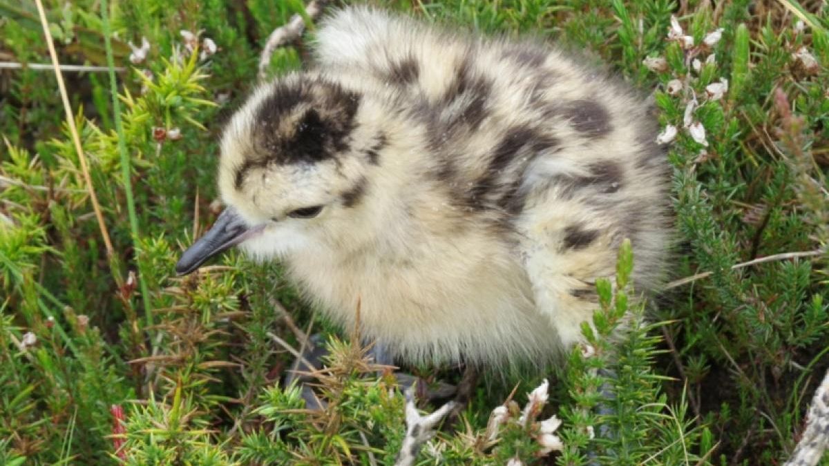 Un aeródromo aeroespacial de Lugo, refugio de la última pareja reproductora de zarapito real en la península