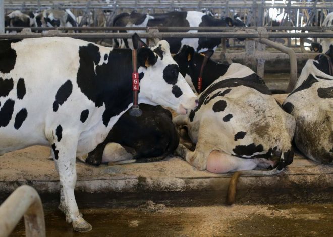 Catalunya detecta un nuevo foco de dermatosis nodular en vacas cuando ya dejaba atrás otros brotes