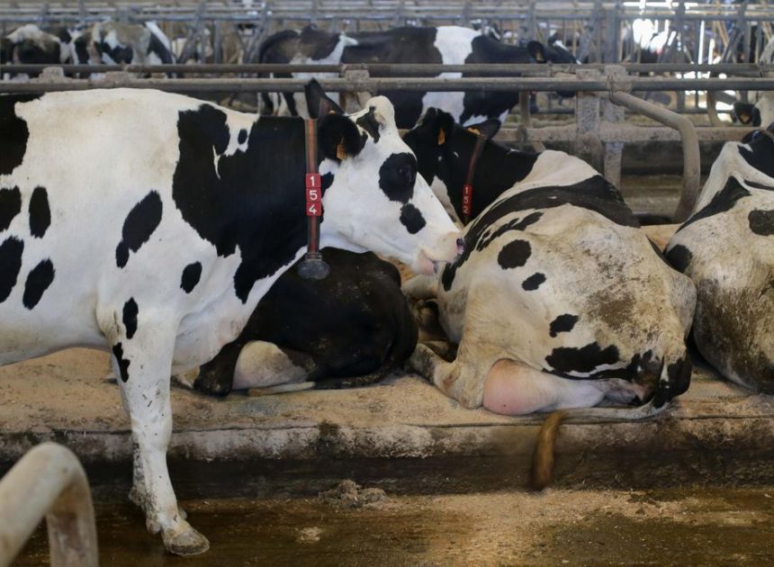 Catalunya detecta un nuevo foco de dermatosis nodular en vacas cuando ya dejaba atrás otros brotes