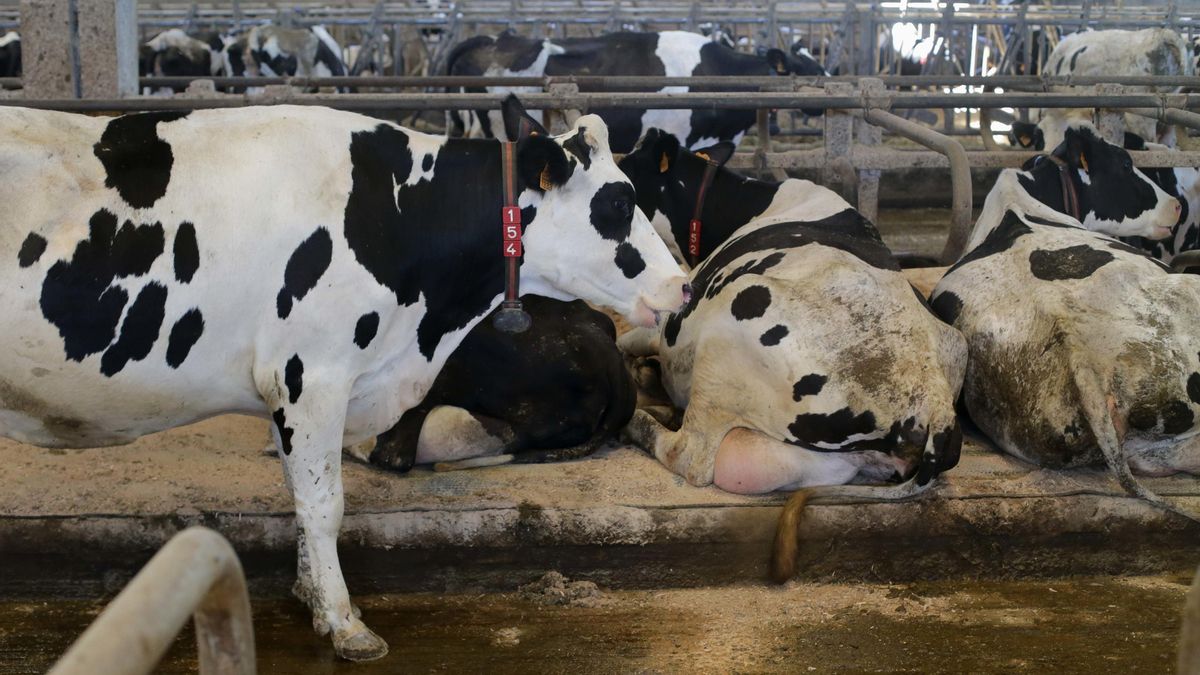 Catalunya detecta un nuevo foco de dermatosis nodular en vacas cuando ya dejaba atrás otros brotes