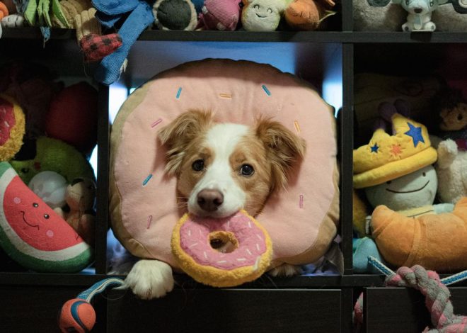 Cuidado con lo que dices delante de tu perro: algunos aprenden palabras captadas al vuelo como los niños