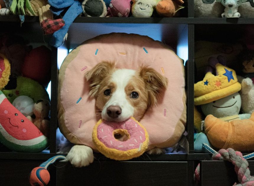 Cuidado con lo que dices delante de tu perro: algunos aprenden palabras captadas al vuelo como los niños