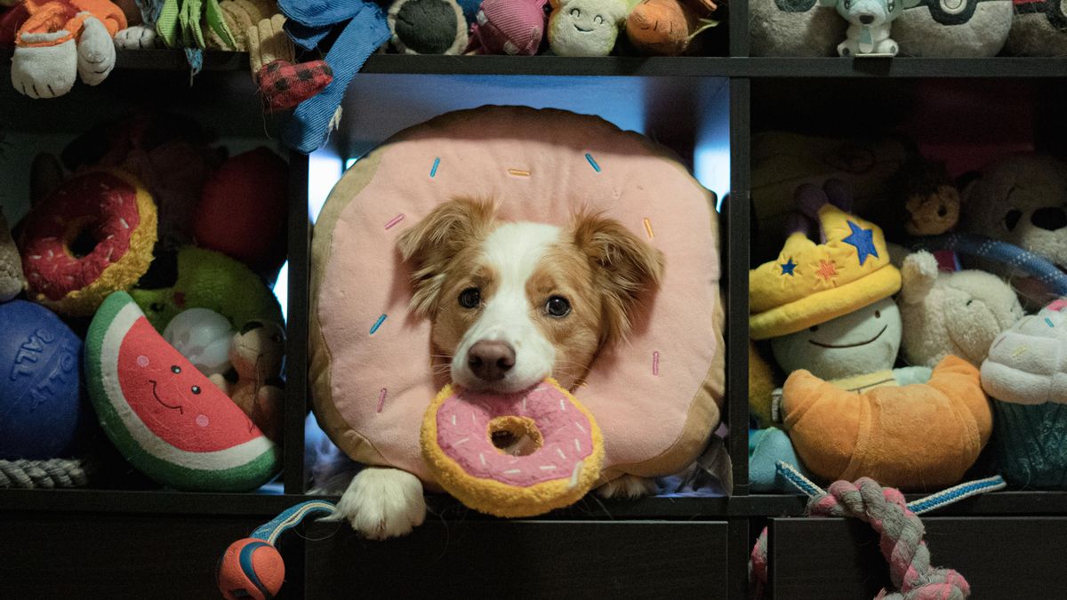 Cuidado con lo que dices delante de tu perro: algunos aprenden palabras captadas al vuelo como los niños