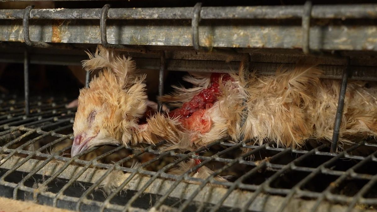 Codornices entre excrementos y cadáveres: así es la ‘granja de los horrores’ de Catalunya con sello de bienestar animal