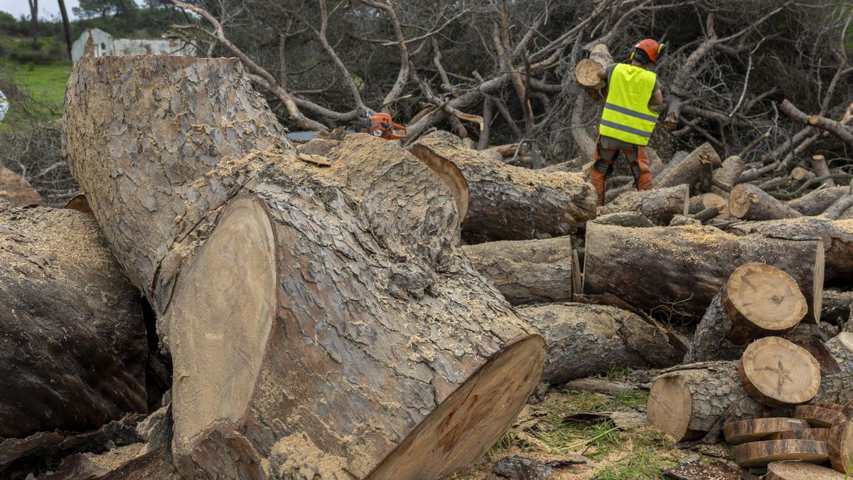 El pino bajo el que yace el ‘Platero’ de Juan Ramón Jiménez, talado tras no recuperarse de los daños de un tornado