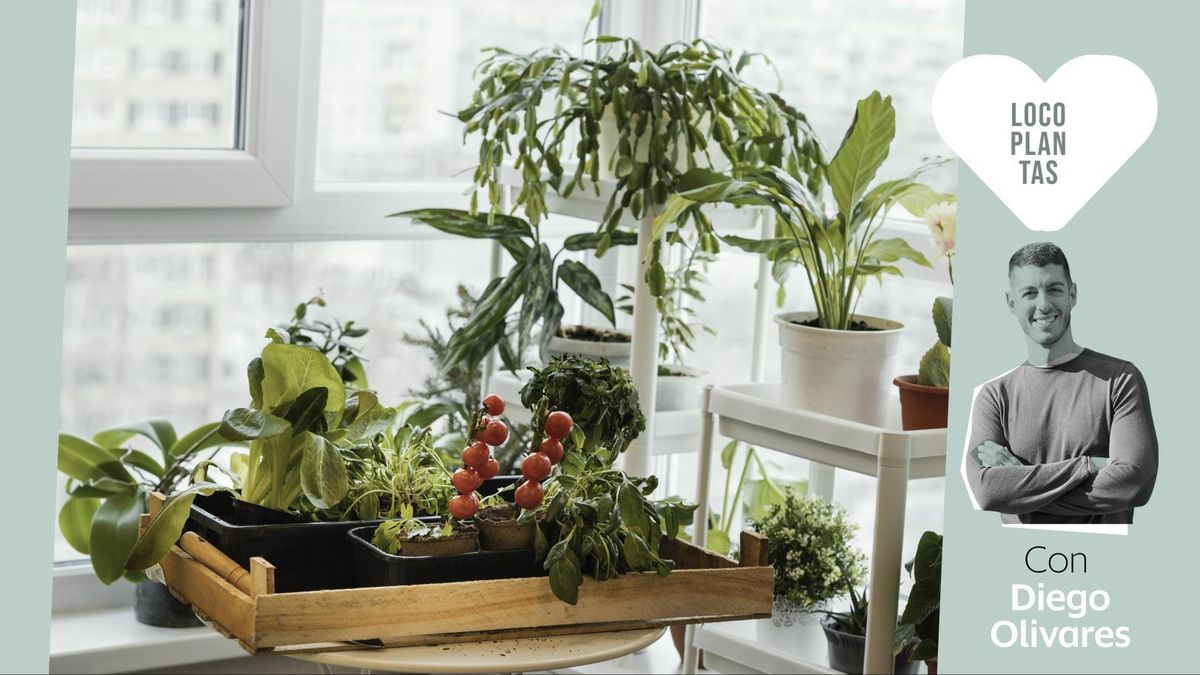 ¿Debes meter las plantas dentro de casa cuando hace mucho frío?