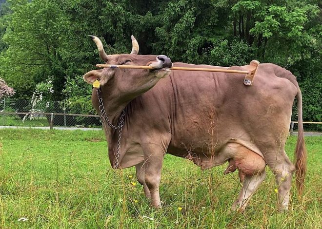 La vaca que desafía a los científicos y pondrá en apuros a los taurinos