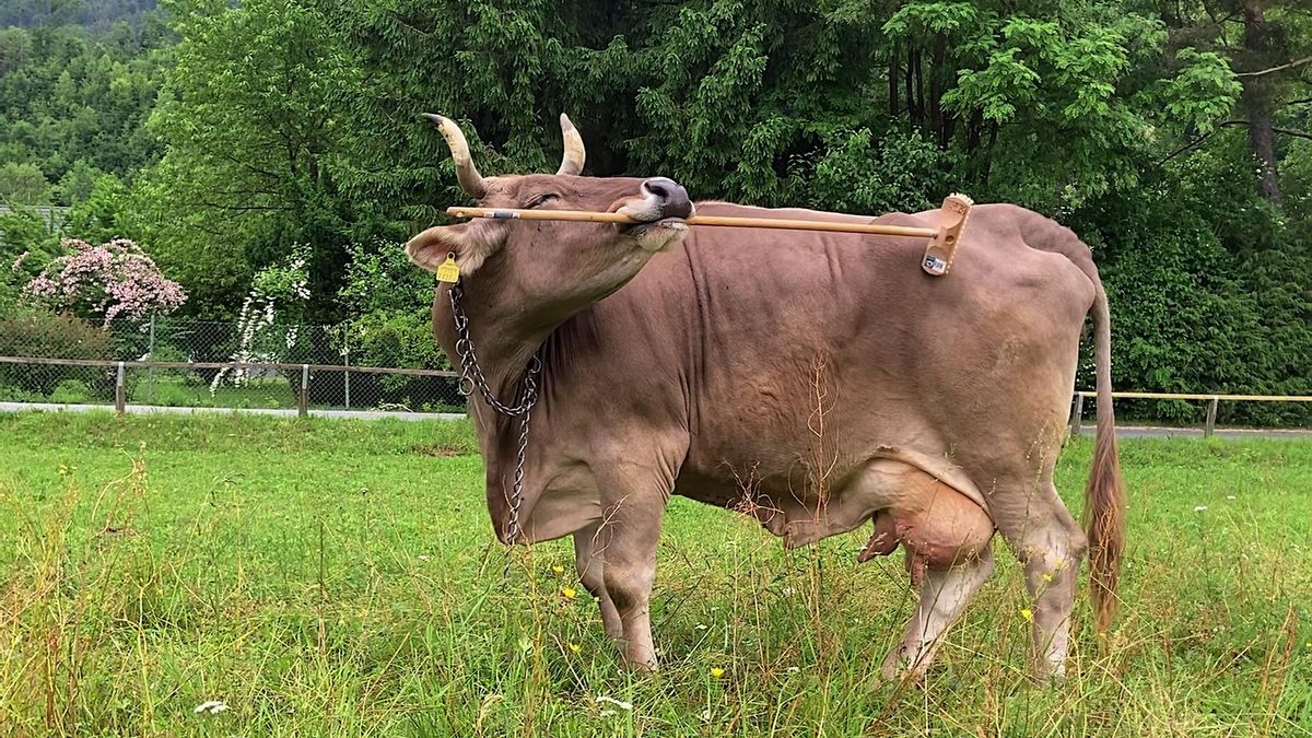 La vaca que desafía a los científicos y pondrá en apuros a los taurinos